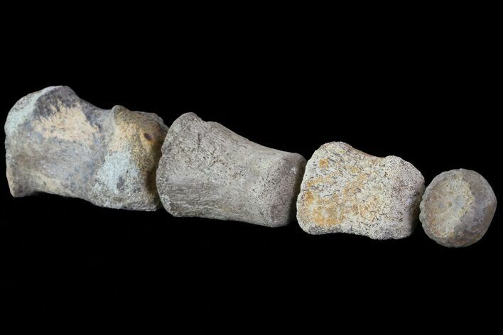 Composite Hadrosaur Finger - Alberta (Disposition #-) #71740